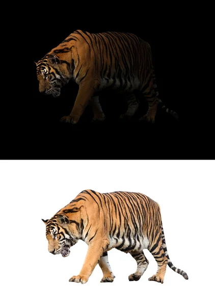 Бенгальский тигр на черно-белом фоне — стоковое фото