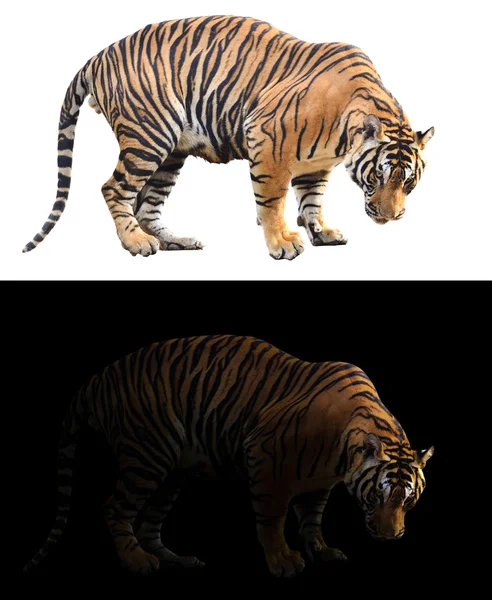Bengálský tygr v tmavém a bílém pozadí — Stock fotografie