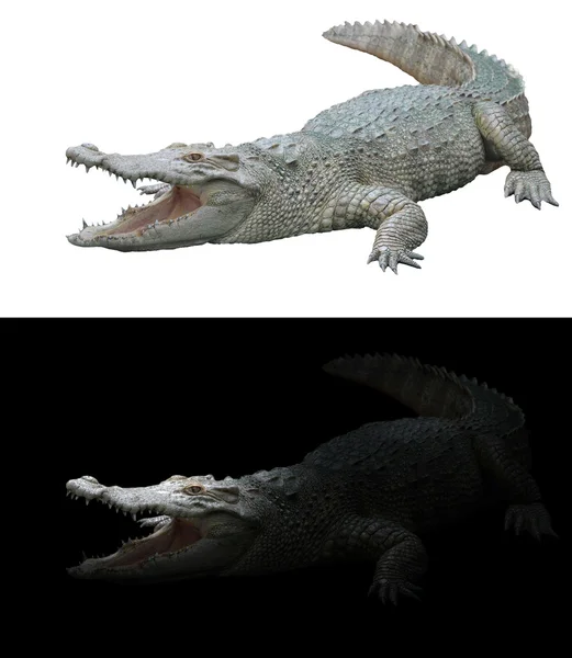 Crocodil pe fundal alb-negru — Fotografie, imagine de stoc