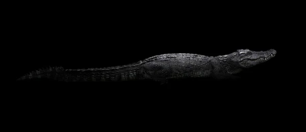 Crocodile d'eau douce dans le noir — Photo