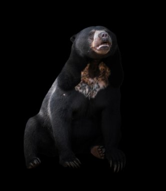 malayan sun bear  in dark background clipart
