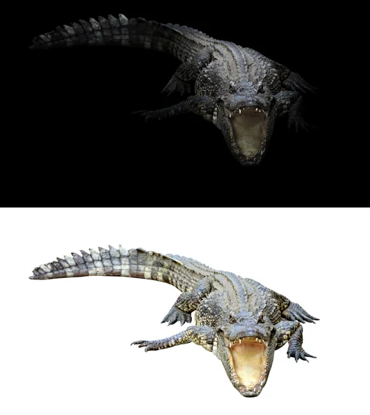 Crocodile on dark and white background — Stock Photo, Image