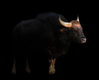 gaur in the dark clipart