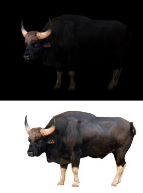 karanlık ve beyaz arka planda gülbay