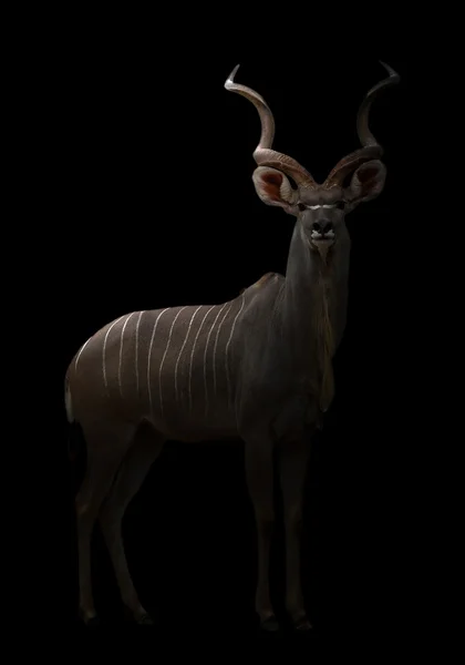 어둠 속에서 큰 kudu — 스톡 사진