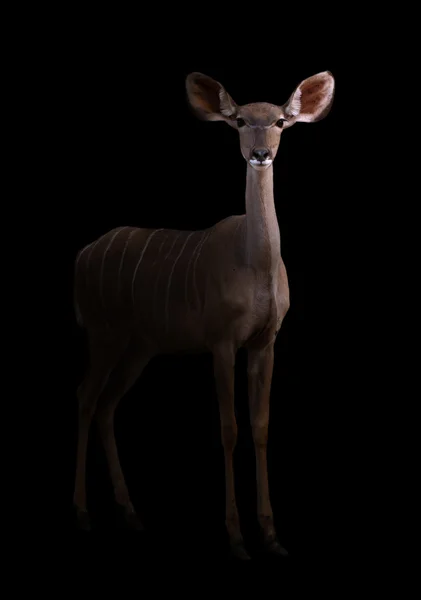 Större kudu i mörkret — Stockfoto