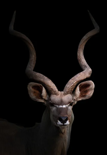 Större kudu i mörkret — Stockfoto