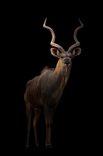 Plus grand kudu dans le noir — Photo