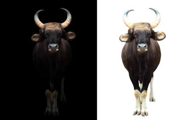 Gaur in de donkere en witte achtergrond — Stockfoto