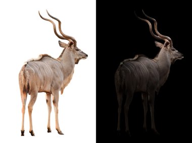 karanlık ve beyaz arka planda büyük kudu