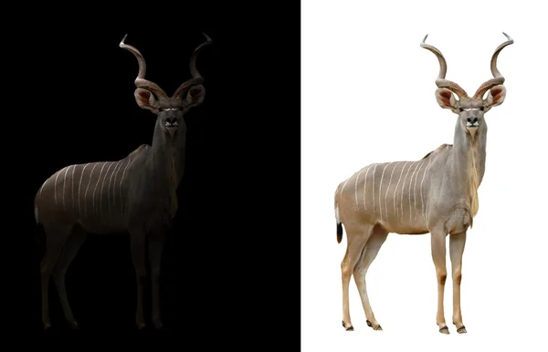 Größere Kudu im dunklen und weißen Hintergrund — Stockfoto