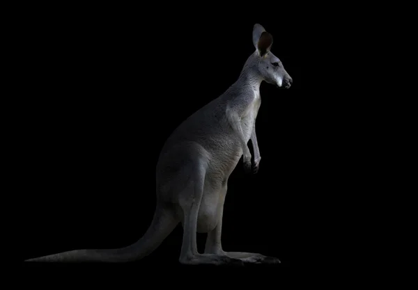 Kangoeroe in het donker — Stockfoto