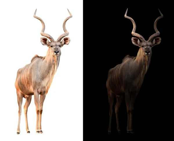 Maggiore kudu sullo sfondo scuro e bianco — Foto Stock