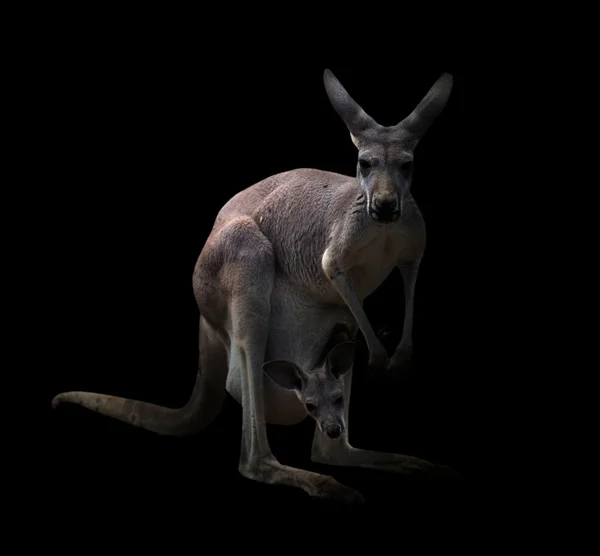 Kangaroo in the dark — Stock Photo, Image