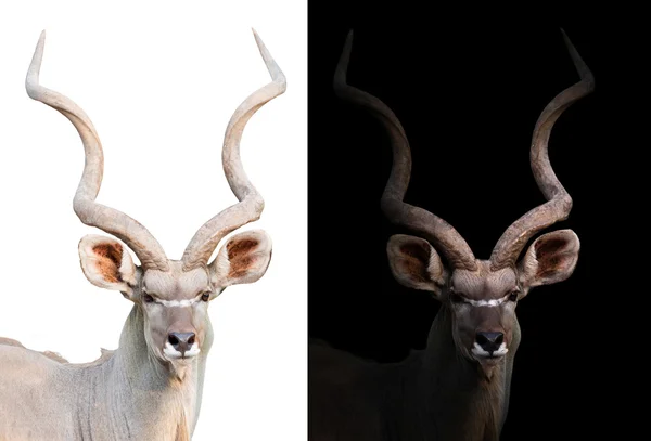 Größere Kudu im dunklen und weißen Hintergrund — Stockfoto