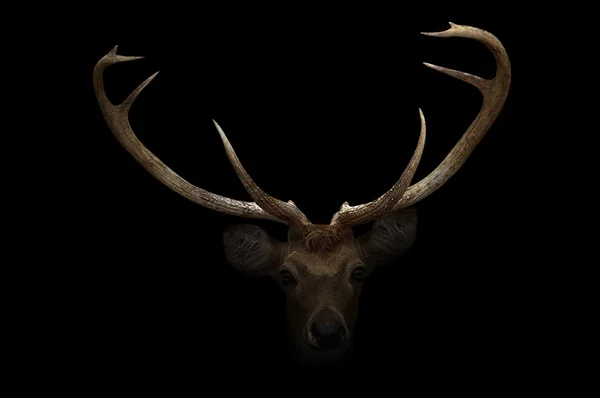 Polach jeleni w ciemności — Zdjęcie stockowe