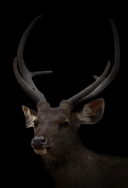 Cervos sambar no escuro — Fotografia de Stock