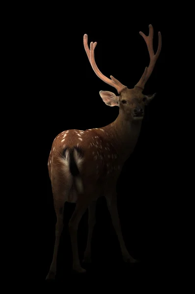 Cerf sika dans le noir — Photo