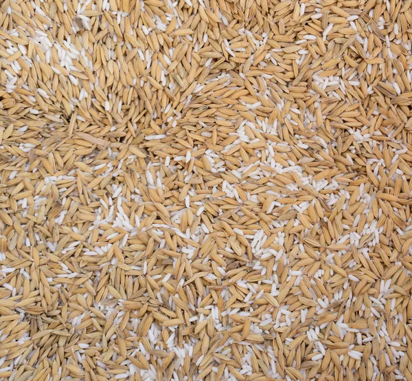 Закрыть Таиланд рис — стоковое фото