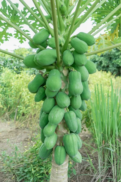 Papaya tree with bunch of fruits — Stock Photo, Image
