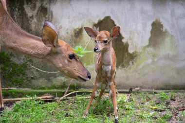 young nyala and mother  clipart