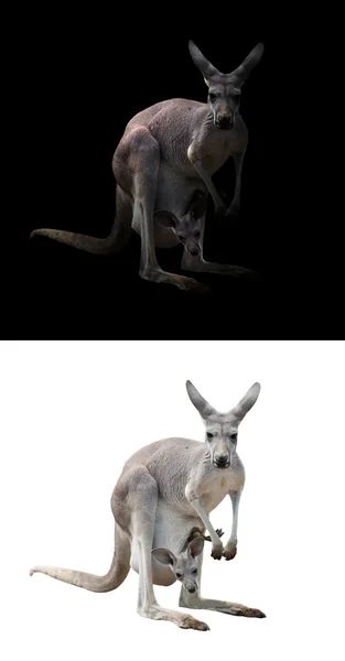 Vrouwelijke kangoeroe en joey — Stockfoto