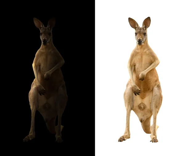 Siyah ve beyaz arka plan üzerinde kanguru — Stok fotoğraf