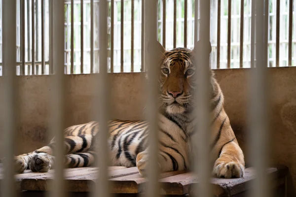 檻の中のトラ — ストック写真