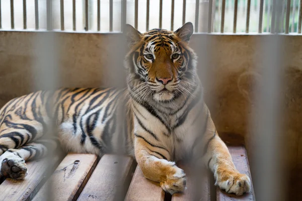 Tiger in kooi — Stockfoto