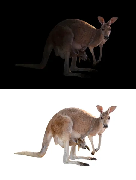 Female kangaroo and joey — Stock Photo, Image