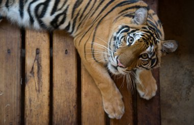 Bengal kaplanı hayvanat bahçesinde