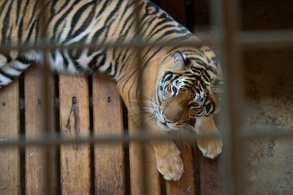 Tiger behind bars in a zoo cag