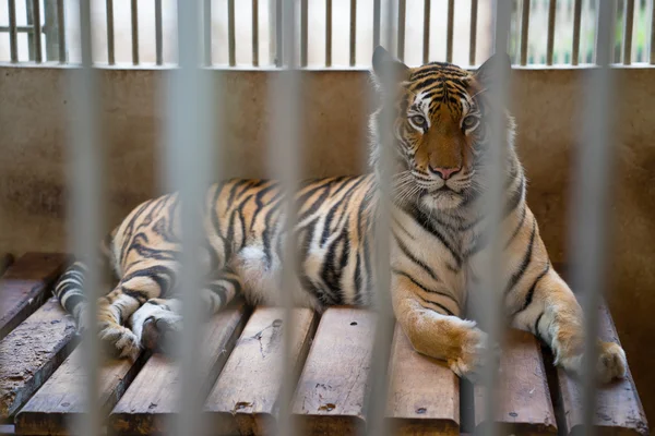 Tiger im Käfig — Stockfoto