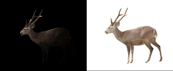 Hog deer on dark and white background — Stock Photo, Image