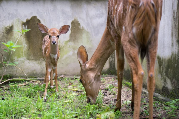 Young nyala and mother — Stock Photo, Image