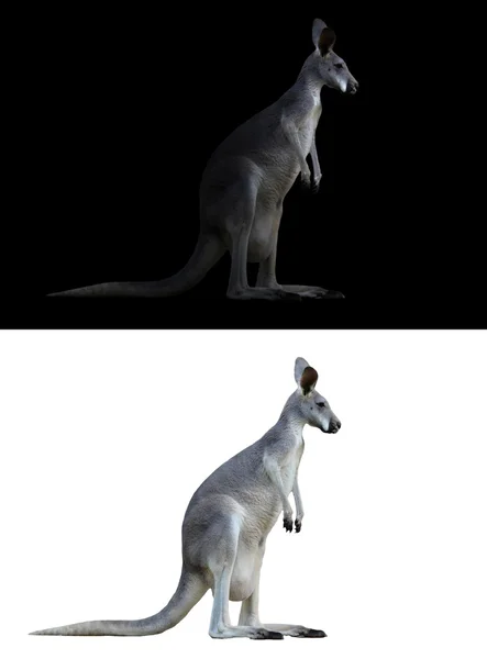 Känguru auf schwarz-weißem Hintergrund — Stockfoto