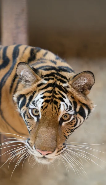 Bengálský tygr v zoo — Stock fotografie