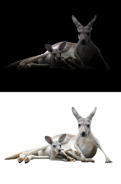 Vrouwelijke kangoeroe en joey — Stockfoto