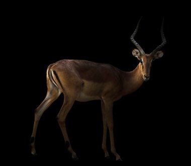 Karanlıkta erkek Impala