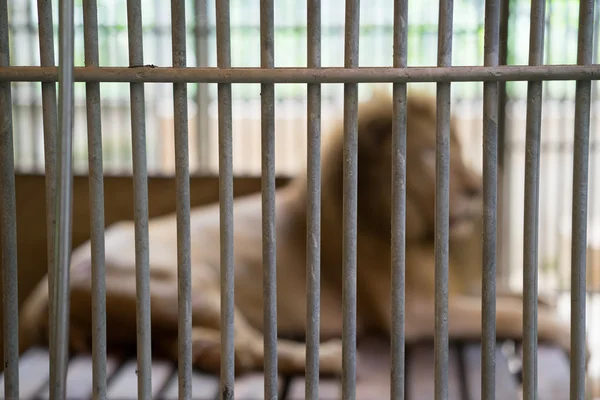 Lion en cage — Photo