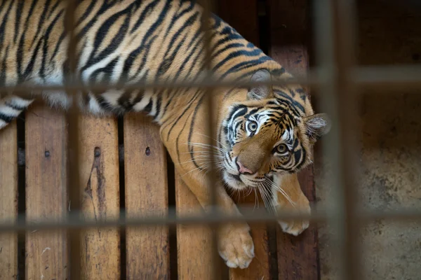 Tiger in kooi — Stockfoto