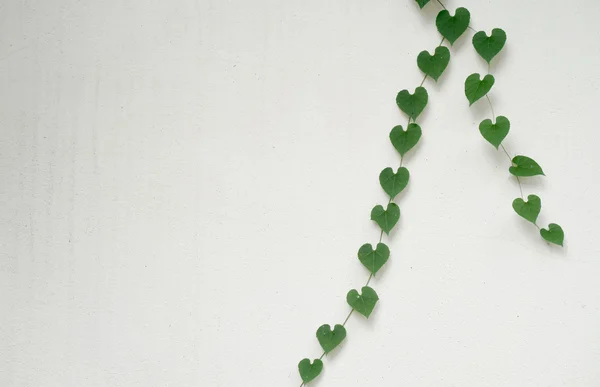 Listy ve tvaru srdce na bílé zdi — Stock fotografie