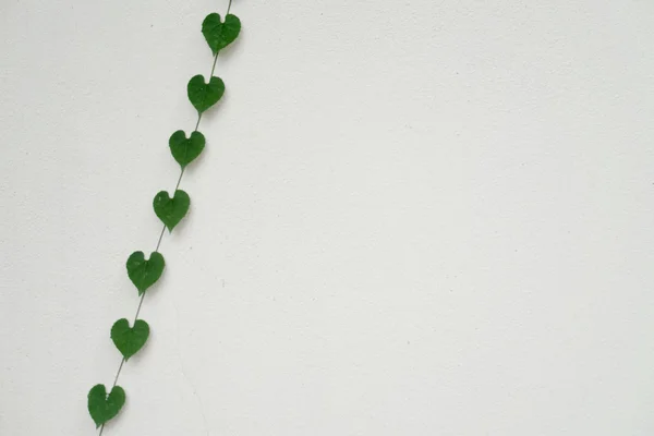 Folhas em forma de coração na parede branca — Fotografia de Stock