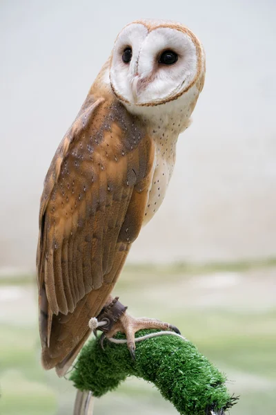 常见的谷仓猫头鹰 — 图库照片