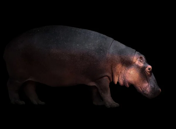Hipopótamo no fundo escuro — Fotografia de Stock