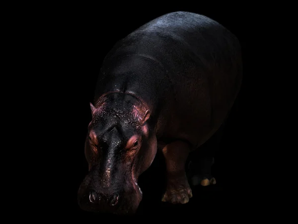 Hipopótamo en el fondo oscuro —  Fotos de Stock