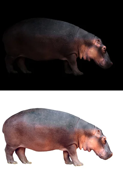 Hipopótamo sobre fondo oscuro y blanco —  Fotos de Stock