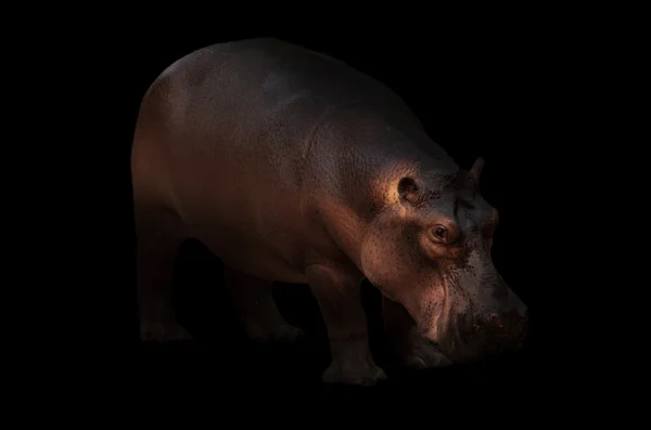 Nijlpaard in de donkere achtergrond — Stockfoto