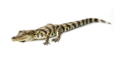 beyaz zemin üzerine genç timsah