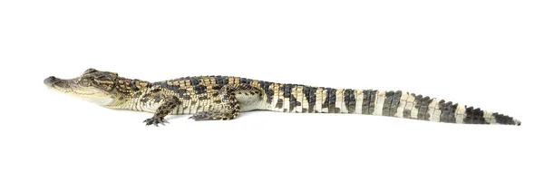 Young crocodile on white background — Stock Photo, Image